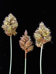 Carex harfordii