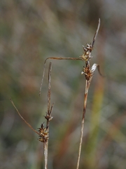 Carex viridula viridula