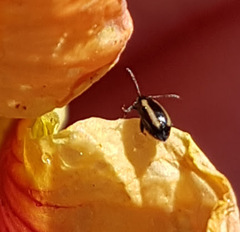 Phyllotreta undulata