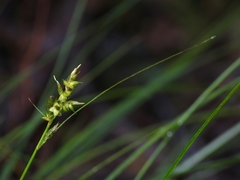 Carex echinata phyllomanica