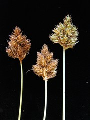 Carex harfordii