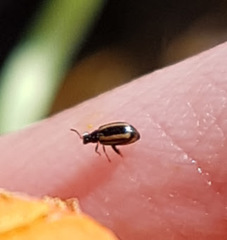 Phyllotreta undulata