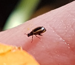 Phyllotreta undulata