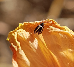 Phyllotreta undulata
