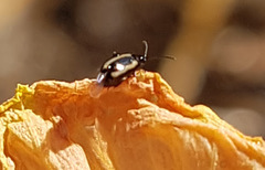 Phyllotreta undulata