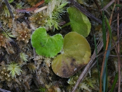 Viola palustris palustris