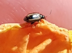 Phyllotreta undulata