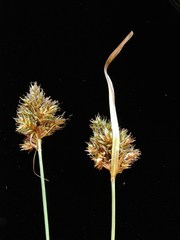 Carex harfordii