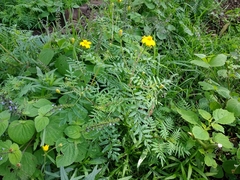 Tagetes lunulata