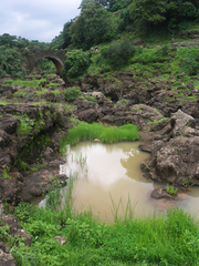 Orthetrum chrysostigma