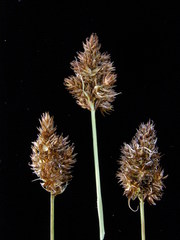 Carex harfordii
