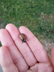 Paranomala testaceipennis