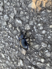 Carabus finitimus