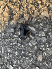 Carabus finitimus