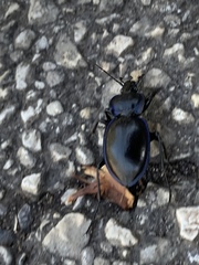 Carabus finitimus