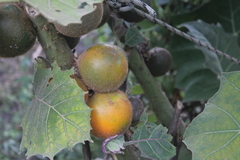 Solanum quitoense