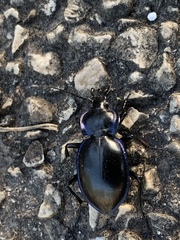 Carabus finitimus
