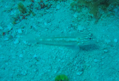 Coryphopterus glaucofraenum