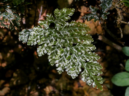 Abrodictyum obscurum iNat (1)