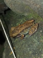 Pristimantis gaigei