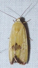 Ponometia tortricina