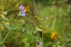 Lathyrus pauciflorus