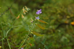 Lathyrus pauciflorus