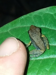 Pristimantis gaigei