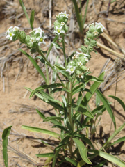 Oreocarya suffruticosa