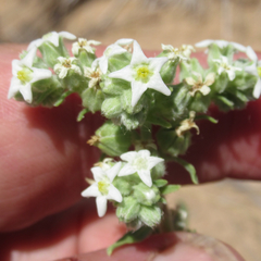 Oreocarya suffruticosa