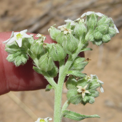 Oreocarya suffruticosa