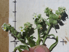 Oreocarya suffruticosa