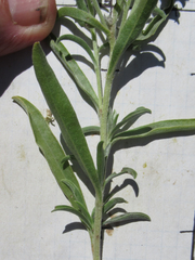 Oreocarya suffruticosa