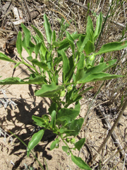 Physalis pumila hispida