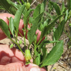 Physalis pumila hispida