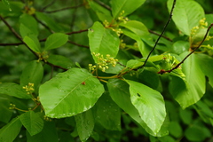 Rhamnus alnifolia