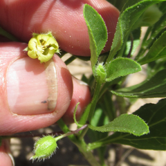 Physalis pumila hispida