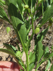 Physalis pumila hispida