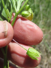 Physalis pumila hispida