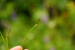 Carex geyeri