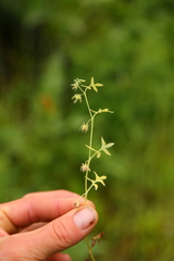 Nemophila breviflora