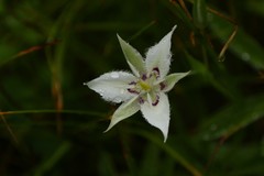 Calochortus lyallii