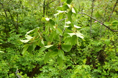 Rhamnus alnifolia