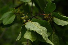 Rhamnus alnifolia