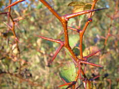 Crataegus castlegarensis