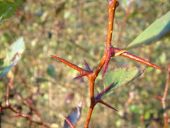 Crataegus castlegarensis