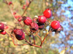 Crataegus castlegarensis