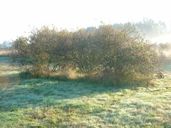 Crataegus castlegarensis