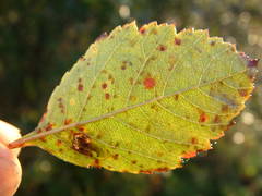 Crataegus castlegarensis