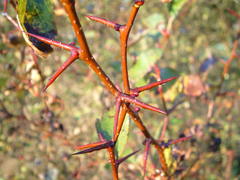Crataegus castlegarensis